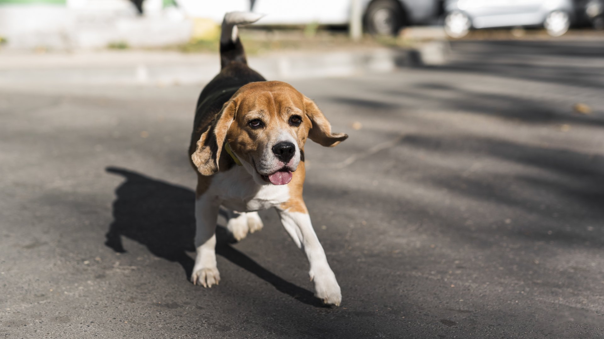 Careers Success Veterinary Emergency Center