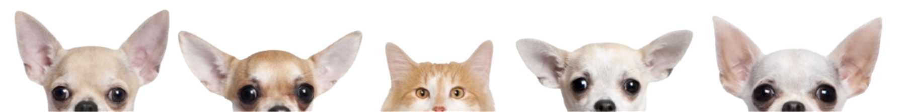 dogs-and-cat-panoroma-img